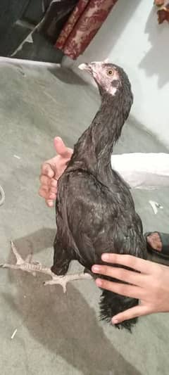 aseel Thai cross ak dafa bacha Nikal ha ab murga Ka sath ha
