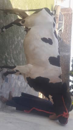 Qurbani