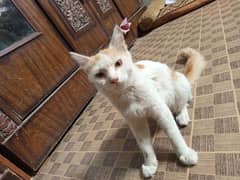 percian CAT