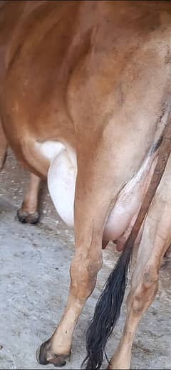 cow