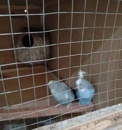2 budgies beautiful Breading pairs for sale