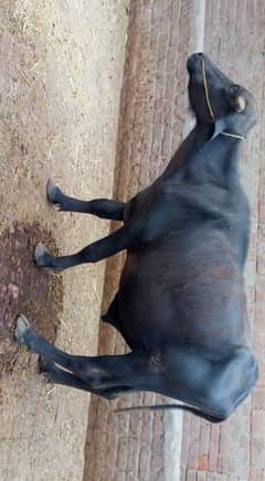 Katta