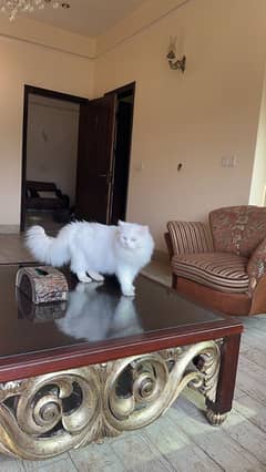 persian white male cat and brown female
