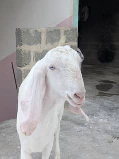 bakery pur Rajean pur gulb