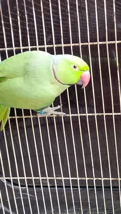 green parrot pair
