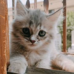 Persian kittens for sale/Persian cat for sale/grey Persian kit for sa