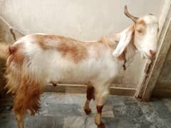 Bakra