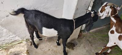 bakra 2 dant for sale