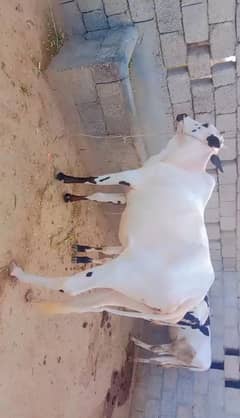 Quarbani