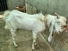 Gulabi breeder 100kg-approx
