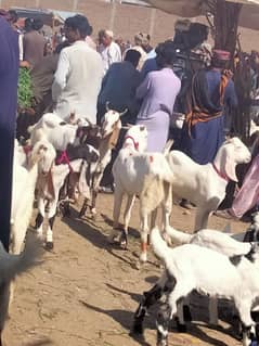 Qurbani service available