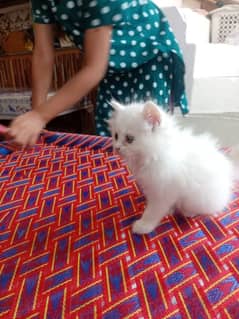 for sale