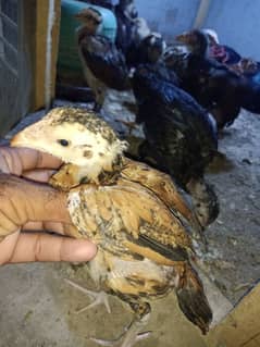 two months assel pattay for urgent sale low price