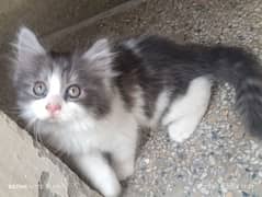Persian