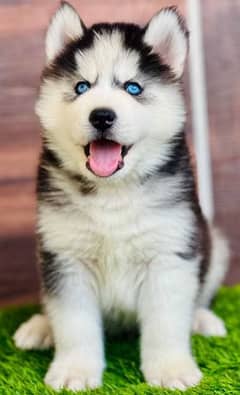 Husky puppies 03198435459