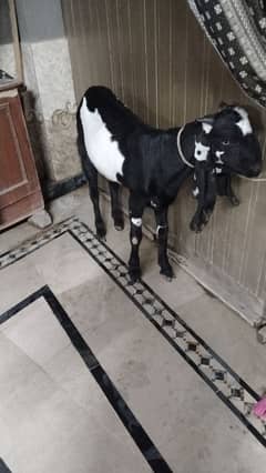 4 dant bakra for sale
