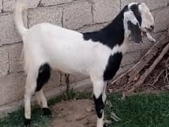 Goat