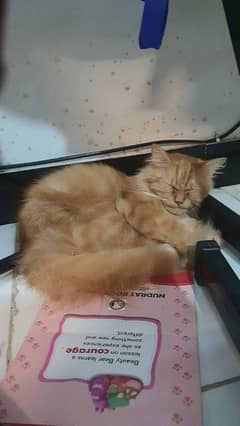 Persian Cat
