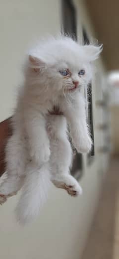 persian