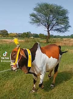 Bull 2year old