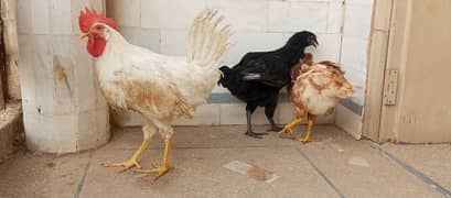 2Hens. 1 cock