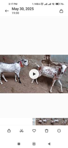 QURBANI GOAT / TAPRA BREED BAKRA PAIR / QURBANI 2025