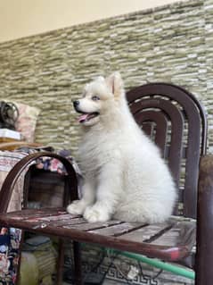 *Pedigree Giant Samoyed Female Puppy*