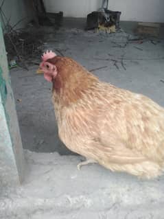 12345