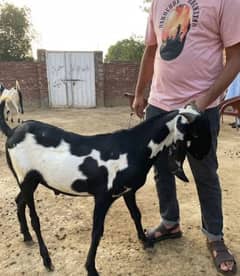 Bakra qasai