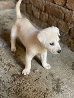 labra female