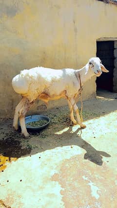 Turkish Dumba