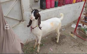 2 Dant Gulabi bisar bakra for sell.