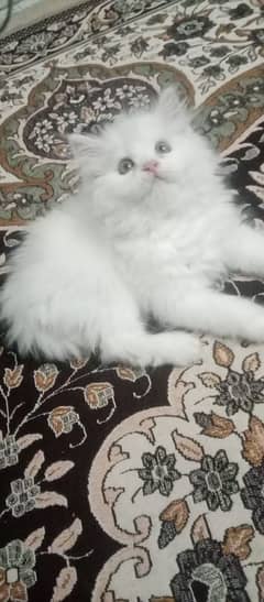 Persian hamalian british punch face piki face cat 03250387943