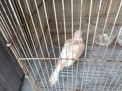 barbory bird