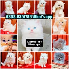 CASH ON DELIVERY (03086351786) High Breed Persian Kitten or Cat Babys