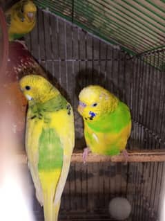 1 pair of  bughies Parrot full active for sale