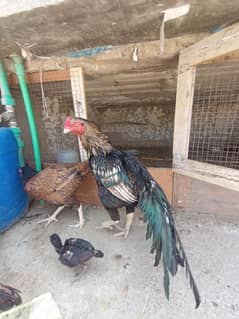 java sawa aseel murgha for sale 03345818679