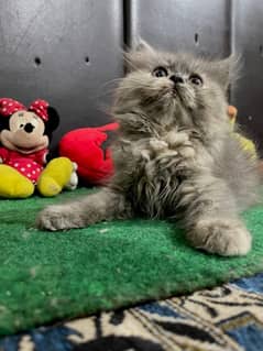 Persian hamalian british punch face piki face cat 03250387943