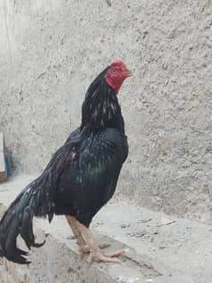 Aseel 3 murga