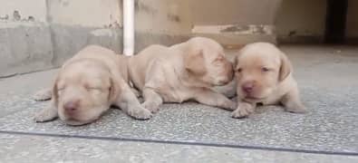 labrador male puppies for sale