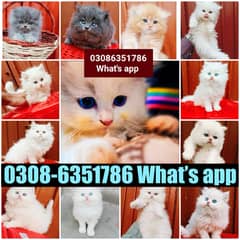 CASH ON DELIVERY (0308-6351786) Top Quality Persian kitten or cat baby