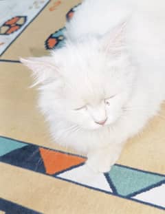 beautiful cat