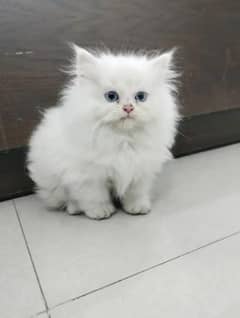 Persian kitten | triple long coated Kittens |  03406947464 WhatsApp