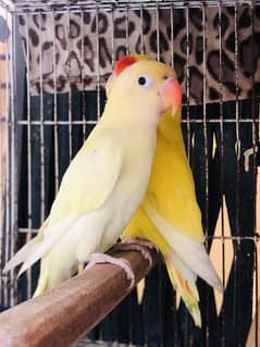 LoveBird Female