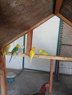 14 parrots