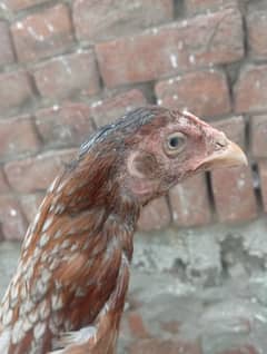 mianwali morgi