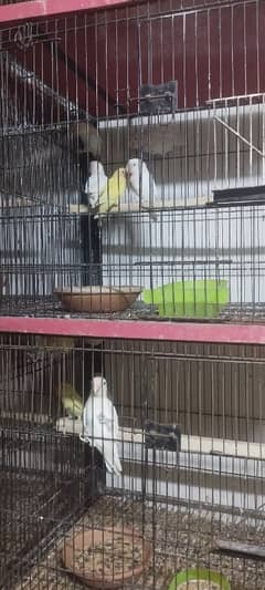 love birds silver jawa
