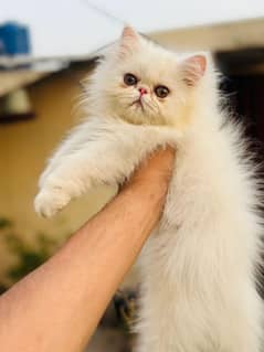 Persian