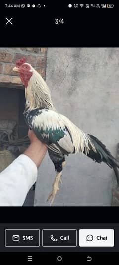 murgha assel mianwali