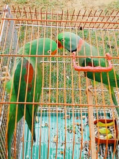 RAW ALEXANDER PARROT PAIR FOR SALE.